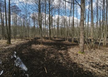 Neatsakingo keturračių entuziastų elgesio pasekmės miške