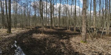 Neatsakingo keturračių entuziastų elgesio pasekmės miške