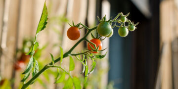 Pomidorų auginimas