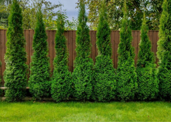 Kaip tinkamai sodinti medžius, krūmus ir gyvatvores, kad nekiltų bėdų su kaimynais?