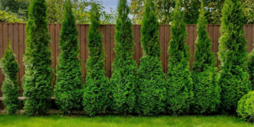 Kaip tinkamai sodinti medžius, krūmus ir gyvatvores, kad nekiltų bėdų su kaimynais?