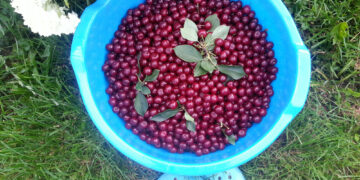 Vasara – vitaminų metas: ką gali duoti lietuviškas derlius, ir kaip jo naudą išsaugoti žiemai?