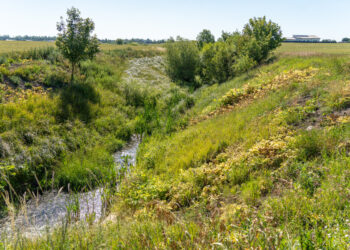 Jau matomi Sosnovskio barščių naikinimo darbų rezultatai – gyventojai raginami aktyviau prižiūrėti privačius sklypus