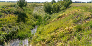Jau matomi Sosnovskio barščių naikinimo darbų rezultatai – gyventojai raginami aktyviau prižiūrėti privačius sklypus