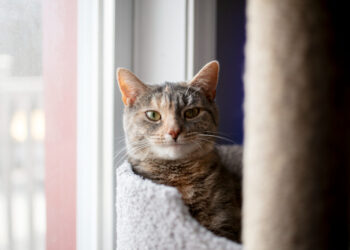 Kaip draskyklė prisideda prie katės laimės ir geros savijautos?