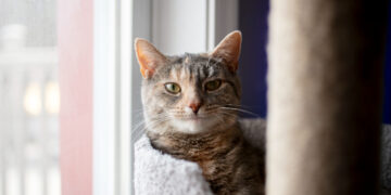 Kaip draskyklė prisideda prie katės laimės ir geros savijautos?