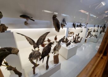 Kazlų Rūdos miško muziejus