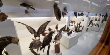 Kazlų Rūdos miško muziejus