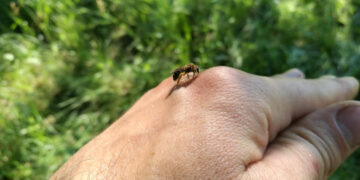 Vabzdžio įgėlimas