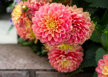 Rugpjūčio džiaugsmas vazoje – jurginai: kaip prailginti jų šviežumą ir išryškinti grožį?