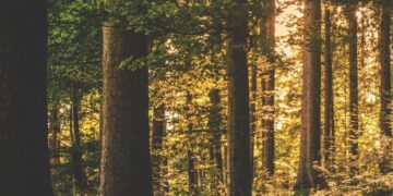 Žygis „Lietuvos partizanų takais“