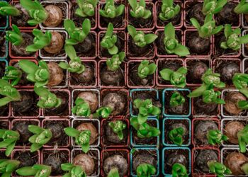 Kokie sodinukai atspariausi Lietuvos klimato sąlygoms?