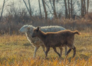 Svarbu laiku pateikti ūkinių gyvūnų kergimo duomenis