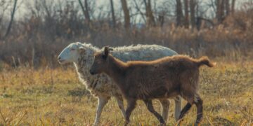 Svarbu laiku pateikti ūkinių gyvūnų kergimo duomenis