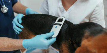 Gyvūno ženklinimas