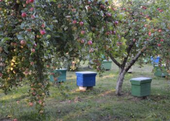 Žemės ūkio ministerija ragina paspartinti KPP projektų įgyvendinimą