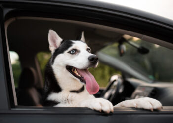 Gyvūno vežimas automobiliu