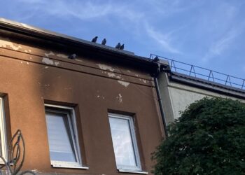 Laukiniai paukščiai (įskaitant balandžius) yra laikomi gyvąja gamta