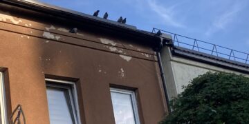 Laukiniai paukščiai (įskaitant balandžius) yra laikomi gyvąja gamta