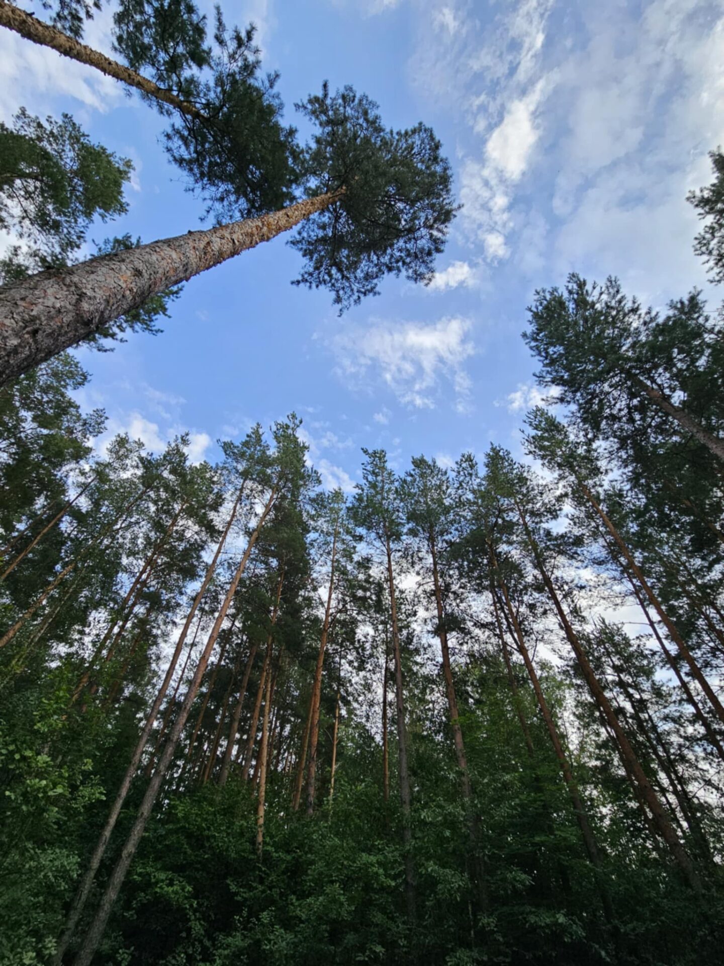 Miškas