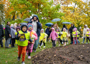 Marijampolėje pavasario laukia daugiau nei 11000 narcizų