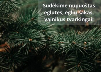 Kur dėti nupuoštą eglutę Kazlų Rūdoje?