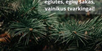 Kur dėti nupuoštą eglutę Kazlų Rūdoje?