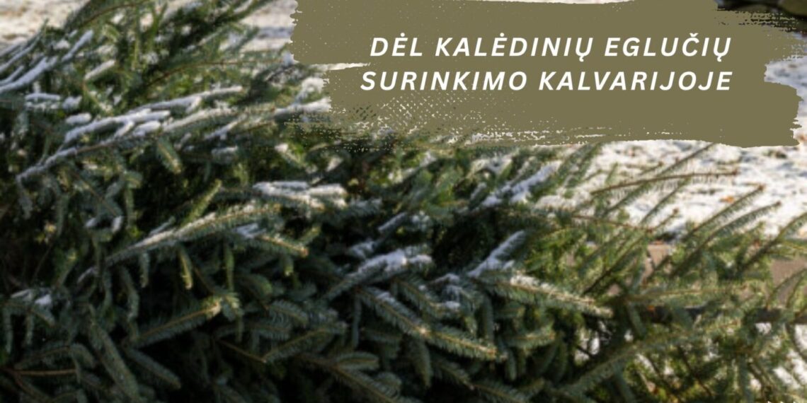 Kalvarijoje organizuojamas kalėdinių eglučių surinkimas