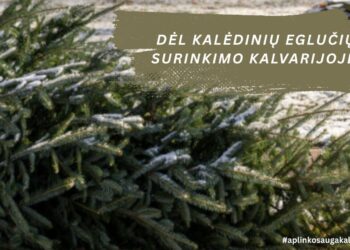 Kalvarijoje organizuojamas kalėdinių eglučių surinkimas