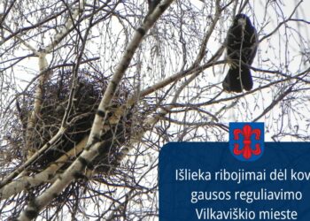 Vilkaviškio valdžios rankos surištos: paukščių perėjimo metas stabdo lizdų tvarkymą