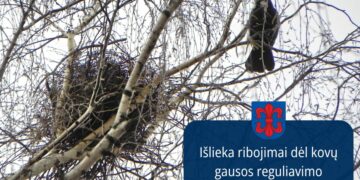 Vilkaviškio valdžios rankos surištos: paukščių perėjimo metas stabdo lizdų tvarkymą
