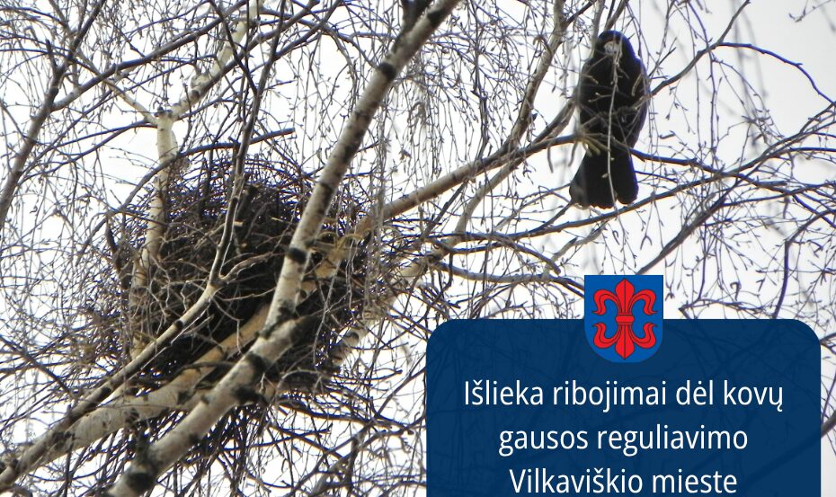 Vilkaviškio valdžios rankos surištos: paukščių perėjimo metas stabdo lizdų tvarkymą