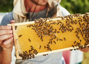 Bičių propolis rudens sezonu tampa vienu geidžiamiausių bičių produktų