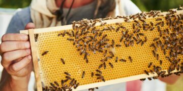 Bičių propolis rudens sezonu tampa vienu geidžiamiausių bičių produktų